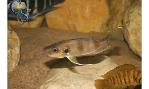 Greenwoodochromis bellcrossi